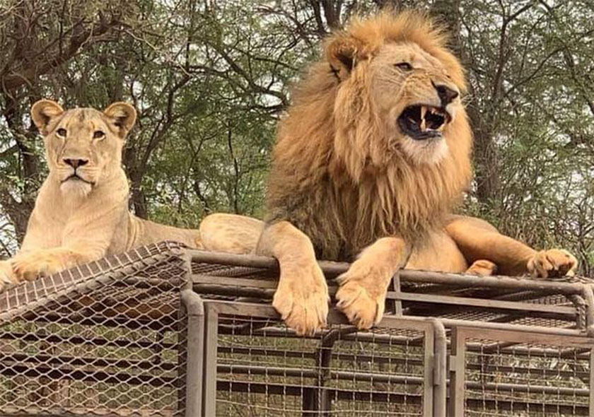 Découvrez l'exceptionnel Ranch de Bandia, une aventure inoubliable au cœur du Sénégal ! Plongez dans un sanctuaire naturel où la faune africaine évolue en toute liberté. Explorez un paradis sauvage à travers des safaris captivants et des rencontres émouvantes avec des animaux majestueux tels que des girafes, des antilopes, et des bêtes sauvages dans leur habitat naturel. Vivez une expérience unique et authentique, loin de l'agitation, dans un cadre serein et privilégié. Le Ranch de Bandia vous invite à redécouvrir la nature et à vivre des moments de magie dans un écrin de verdure