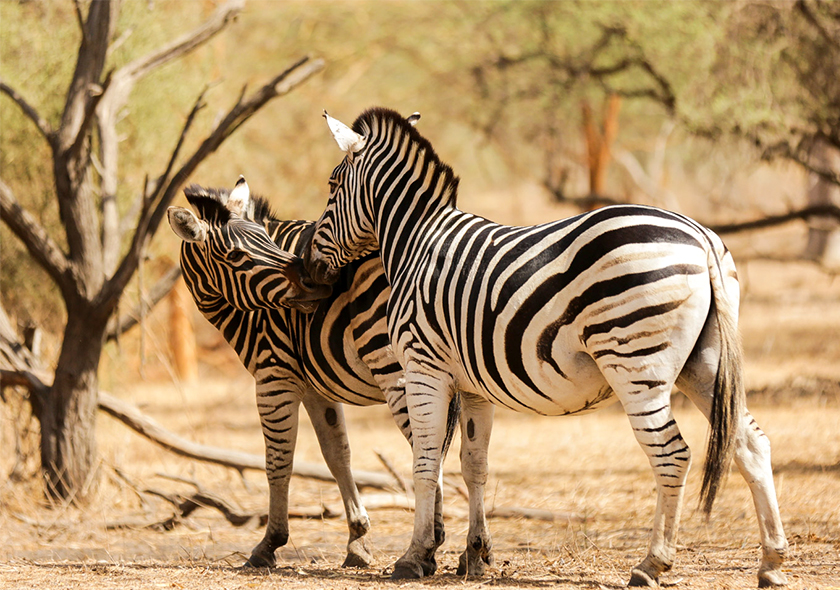 "Plongez dans un univers fascinant en observant les zèbres dans la réserve de Bandia. Ces créatures élégantes, aux rayures hypnotisantes, évoluent librement dans un cadre sauvage et préservé.