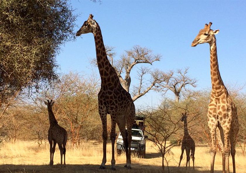 Vivez une rencontre extraordinaire avec les majestueuses girafes de la réserve de Bandia. Imprégnez-vous de la beauté sauvage de ces créatures graciles, qui évoluent librement dans un cadre naturel préservé.