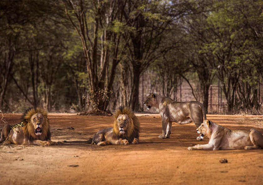 Plongez dans l’univers majestueux des lions au Ranch de Bandia, où chaque instant devient une rencontre intense avec la sauvagerie pure. Observez ces prédateurs royaux dans leur habitat naturel, leur puissance et leur grâce vous couperont le souffle. À travers un moment de silence absolu, assistez à leur domination sur le territoire, où chaque mouvement incarne la force et l'élégance de la nature.