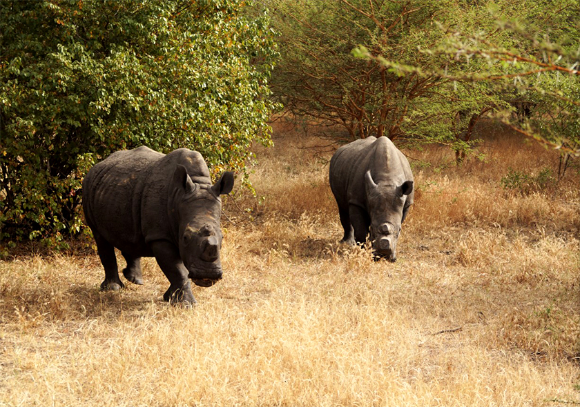 découvrir la majesté des rhinocéros à la réserve de Bandia, où ces créatures imposantes évoluent en toute liberté dans leur habitat naturel