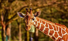 Excursions au Senegal