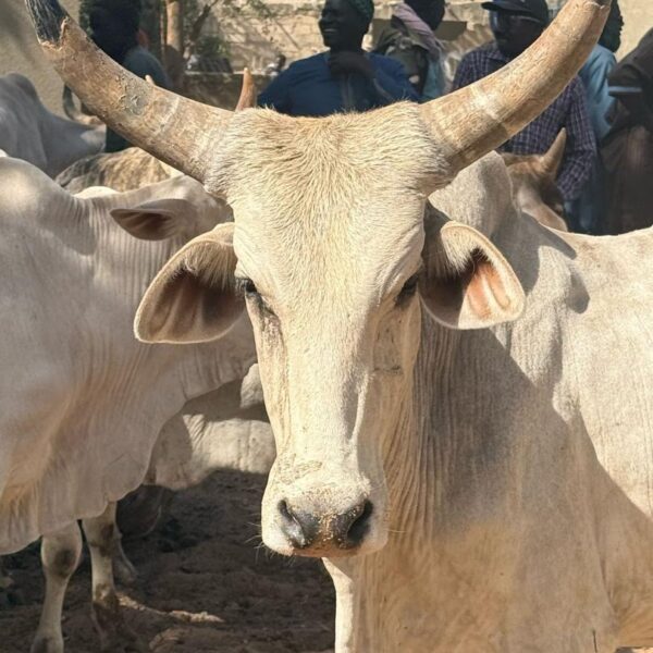 Marche de brousse et Delta du Saloum au dèpart de Riu baobab