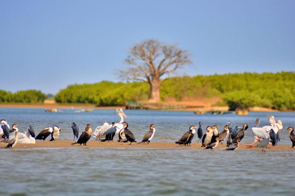 Excursion Joal Fadiouth – Îles du Saloum