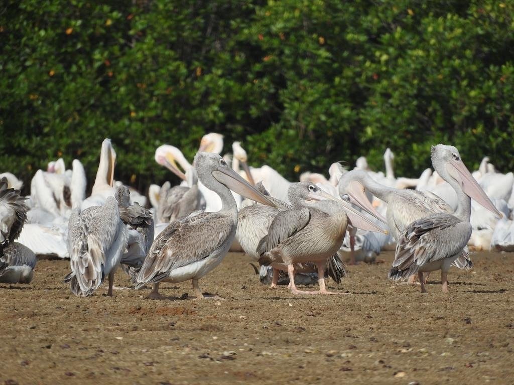 Excursion Lagune de Somone