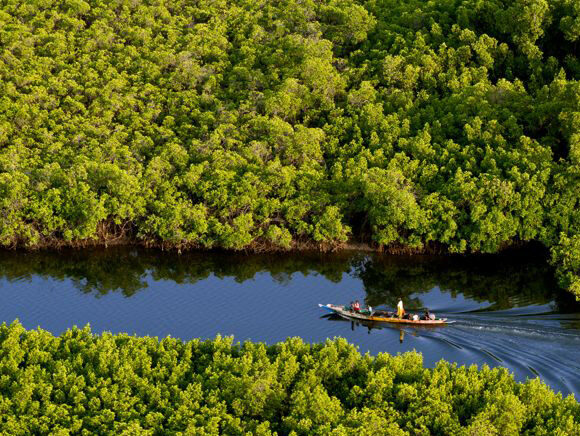 Les Îles du Saloum : un trésor naturel du Sénégal