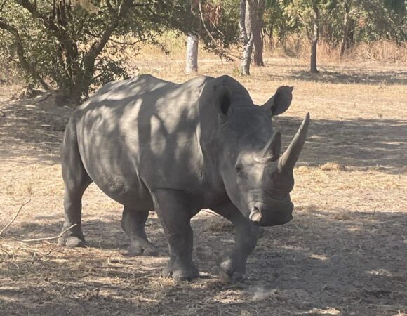 Excursion Journée : Réserve de Bandia & Lagune de la Somone