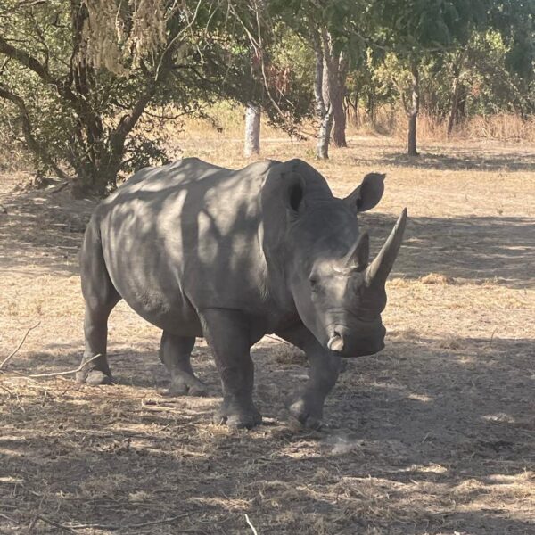 Excursion Journée : Réserve de Bandia & Lagune de la Somone