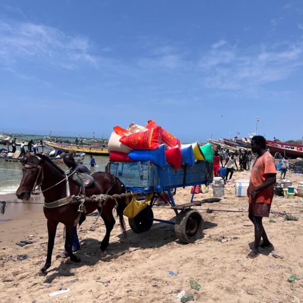 Excursion Journée : Réserve de Bandia & Arrivée des pêcheurs (riu