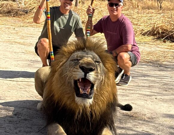 Marche avec les lions au départ du Riu Baobab avec client polonais