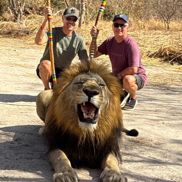 Marche avec les lions au départ du Riu Baobab avec client polonais