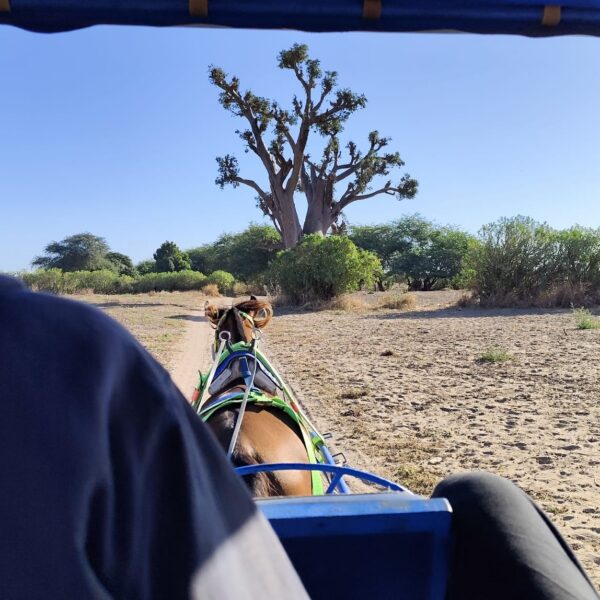 Excursion Village Typique & Baobab Sacré en calèche au départ riu