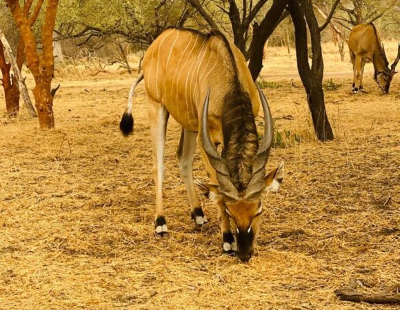 Safari Bandia  et Ranch des lions au Départ du Pullman