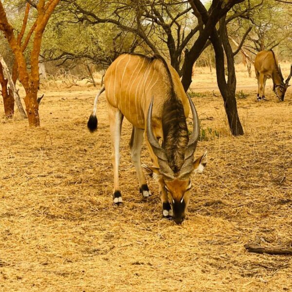 Safari Bandia  et Ranch des lions au Départ du Pullman